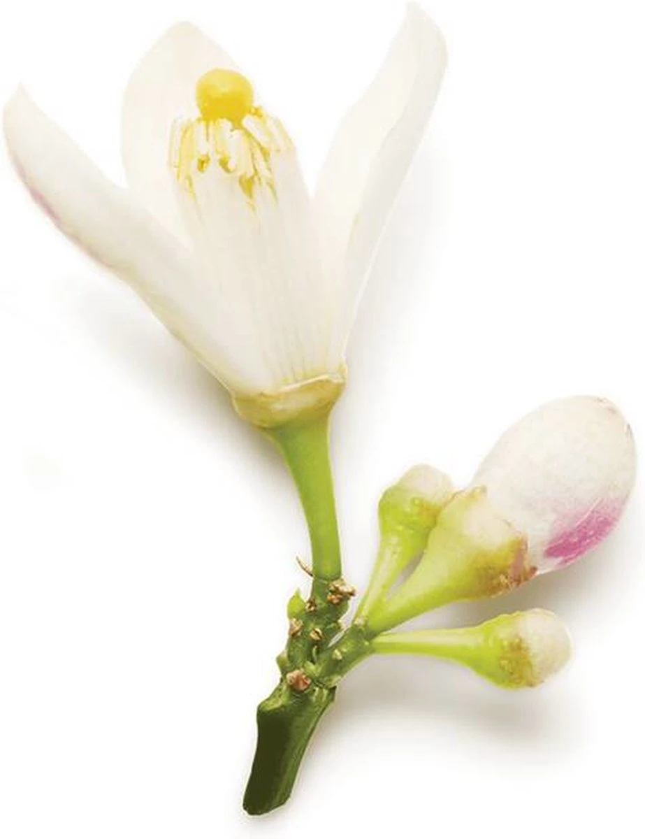 Giorgio Armani Code 50 Ml - Eau De Parfum - Damesparfum - Afbeelding 8